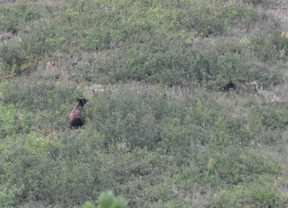 Mamãe urso procura seus dois filhotes na relva alta na região de Many Glacier, no Glacier Nacional Park, em Montana, nos Estados Unidos